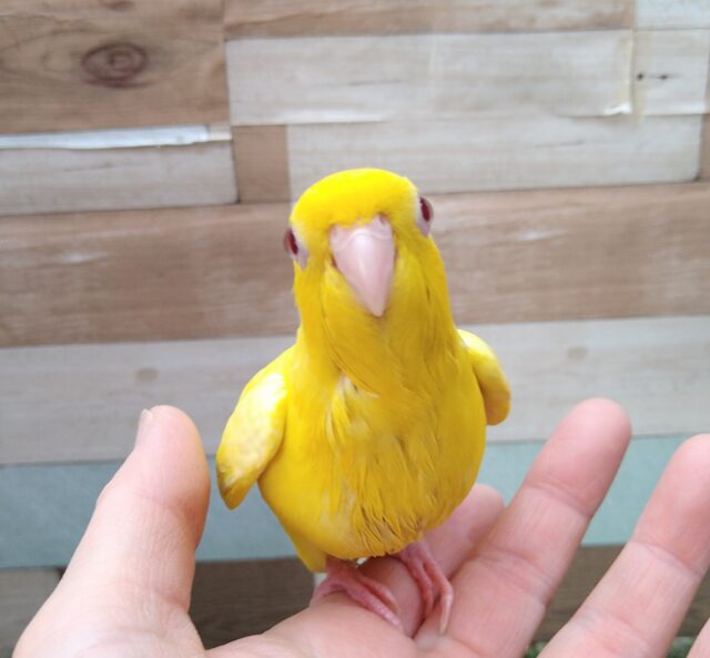 サザナミインコ