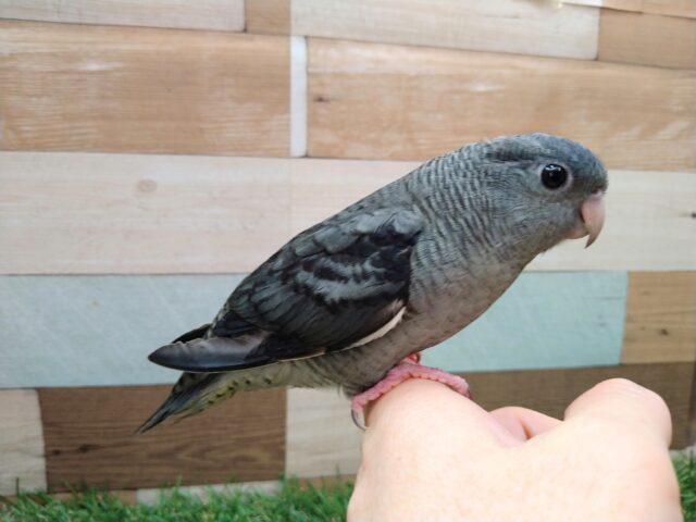 サザナミインコ