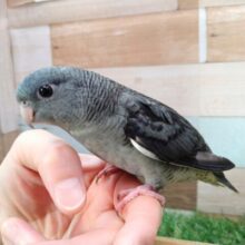 最新画像あります！ピーボポピーボポ✨よちよち歩きのペンギンさん🐧サザナミインコのモーブカラー！