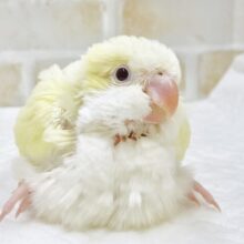 ふんわりレモンクリーム🍋🍦オキナインコ（クリーム）