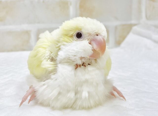 ふんわりレモンクリーム🍋🍦オキナインコ（クリーム）
