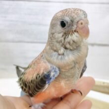 最新画像あり⭐️ラブリーピンクちゃん🩷🩶アキクサインコ（ローズ）