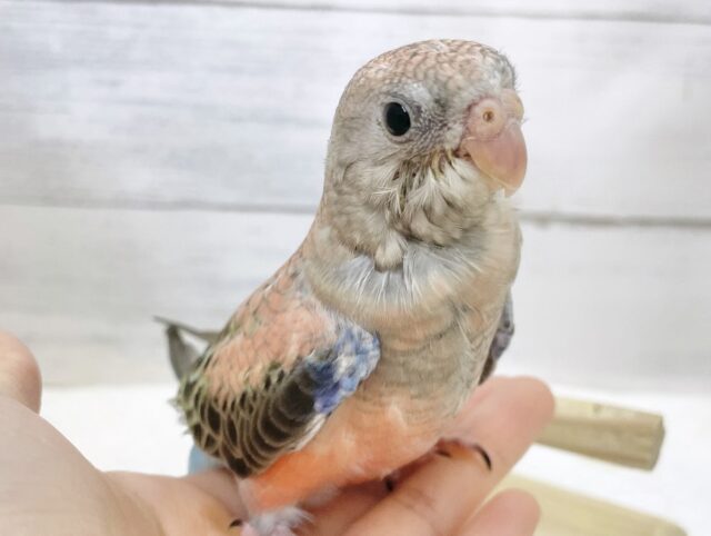 最新画像あり⭐️ラブリーピンクちゃん🩷🩶アキクサインコ（ローズ）