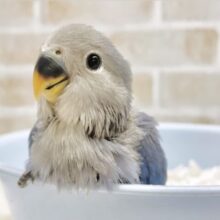 最新画像あり⭐️美しブルーの人気カラー🫐コザクラインコ（バイオレット）