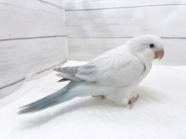 オキナインコ