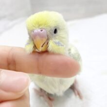フンワリ優しい色合い🩵💛🤍セキセイインコ（パステルレインボースパングルパイド）