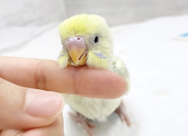 フンワリ優しい色合い🩵💛🤍セキセイインコ（パステルレインボースパングルパイド）