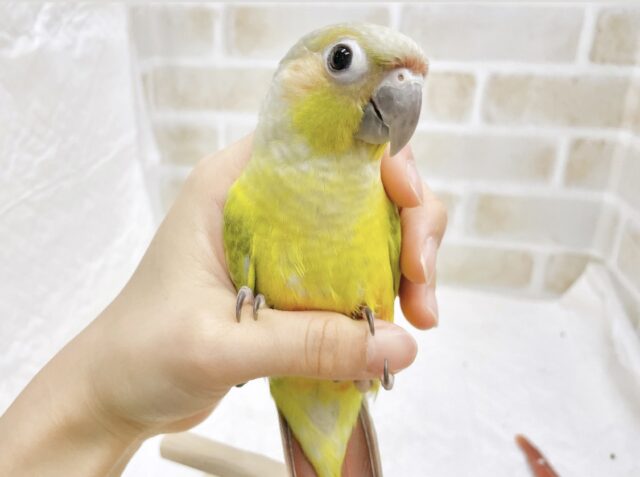 説明画像です