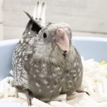 美しいレアカラー🤍🖤オカメインコ（ホワイトフェイスパール）