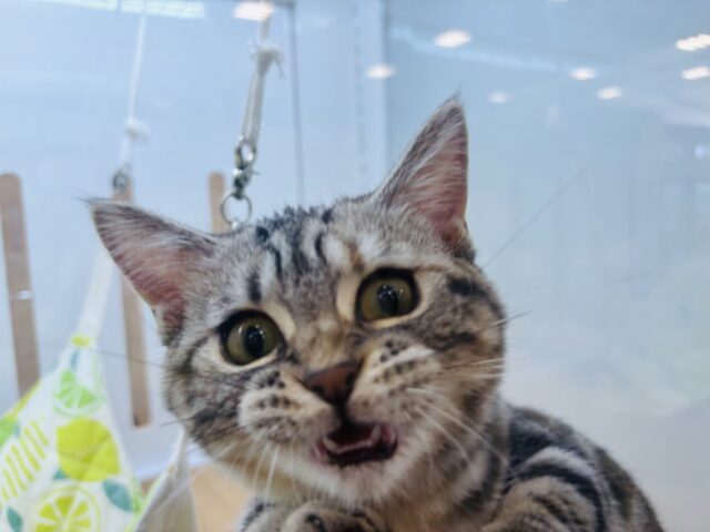マンチカン