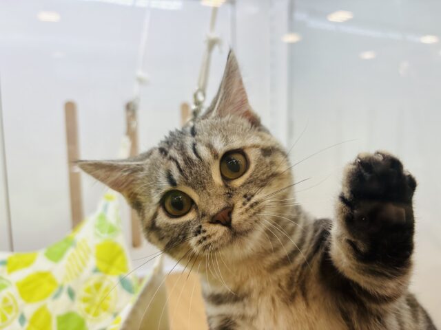 マンチカン