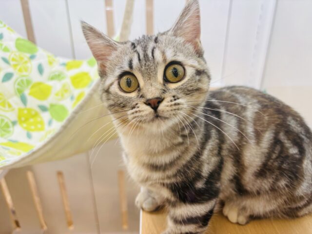 マンチカン