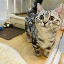 超ホヤホヤ最新画像✨あたちをなでてぇ～！！！マンチカンちゃん！