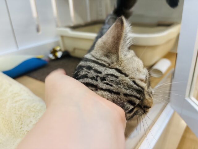 マンチカン