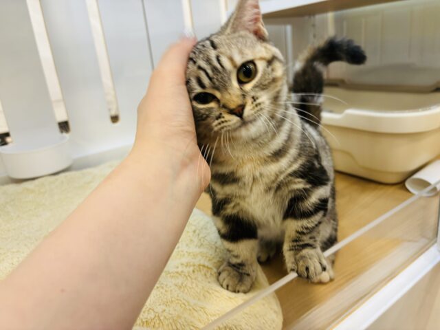 マンチカン