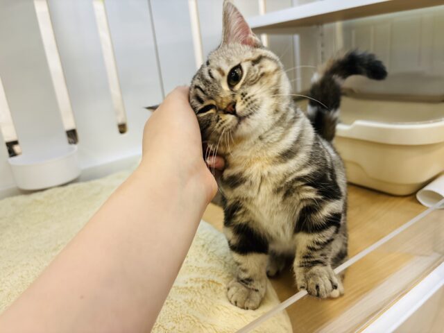 マンチカン