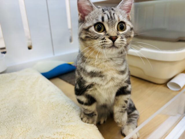 マンチカン