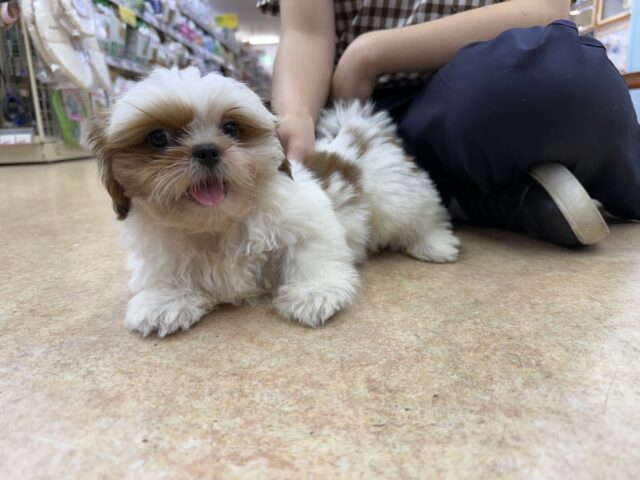 シーズー