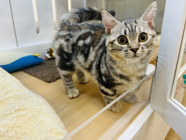 マンチカン
