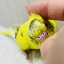 最新画像有ります🌟パキッとイエローで派手派手に✨黒が少なめ？セキセイインコの黄ハルクイン💛