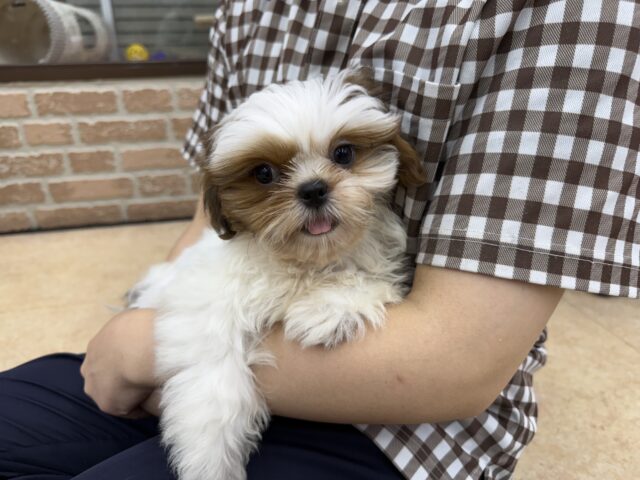 シーズー