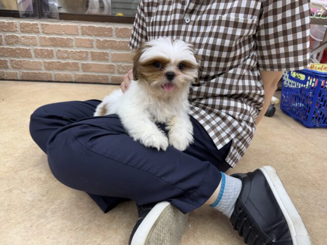 シーズー