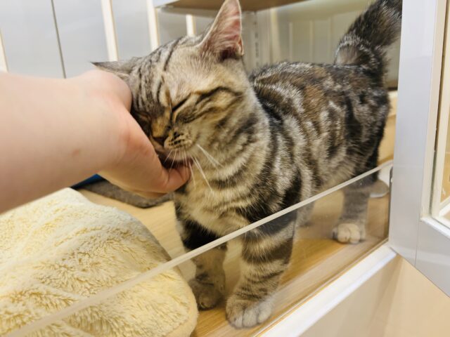 マンチカン
