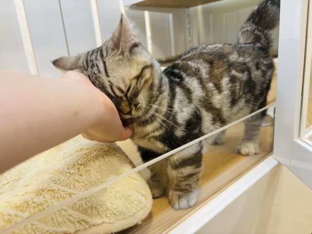 マンチカン