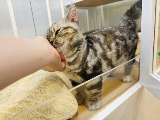 マンチカン