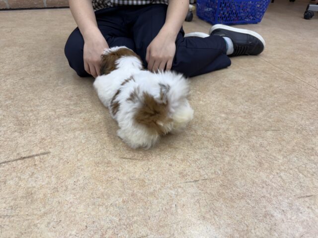 シーズー