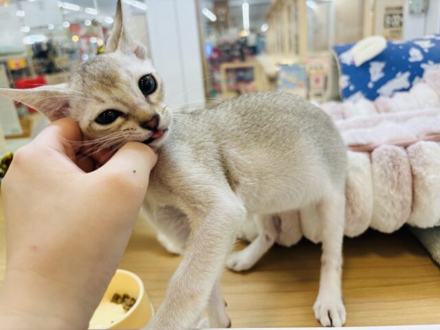 シンガプーラ