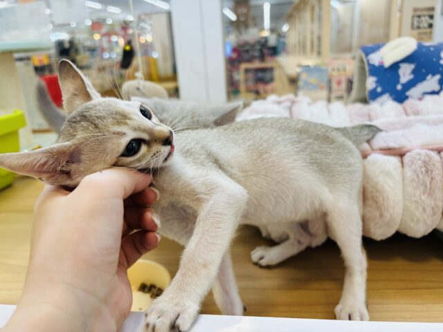 シンガプーラ