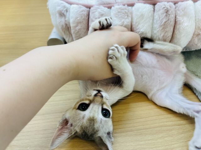 シンガプーラ