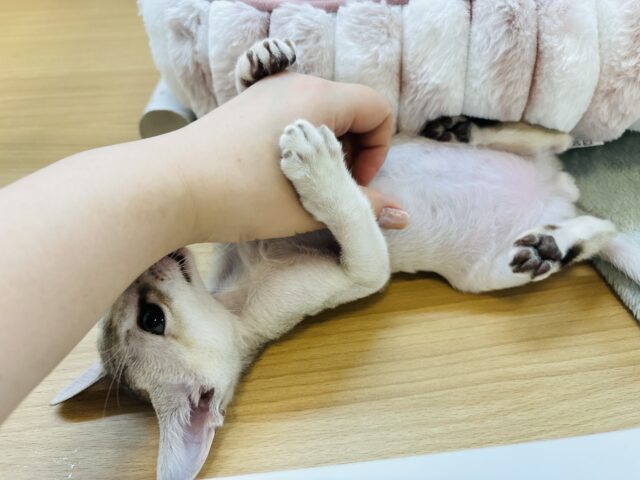 シンガプーラ