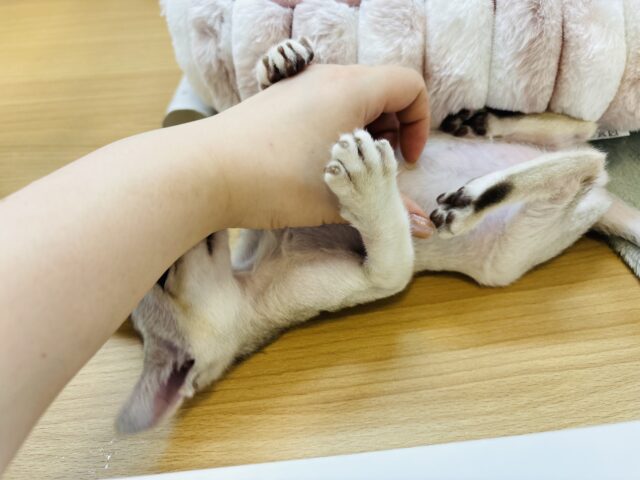 シンガプーラ