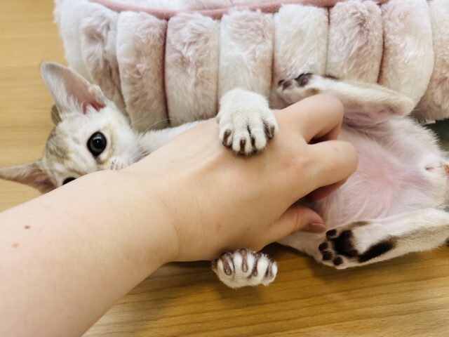 シンガプーラ
