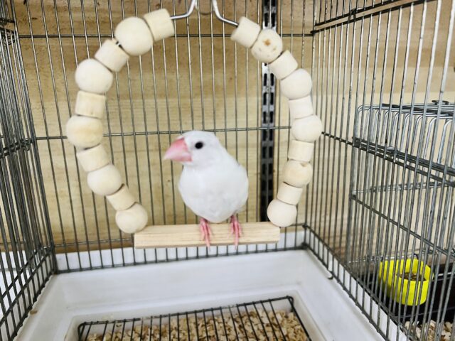 白文鳥