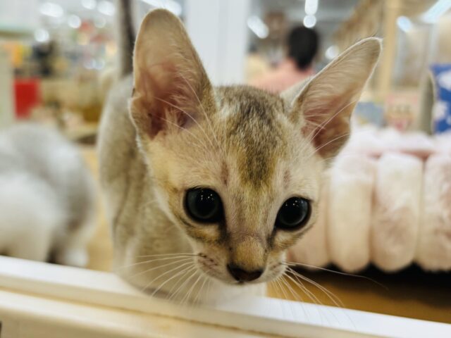 シンガプーラ