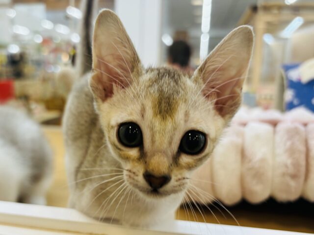 シンガプーラ