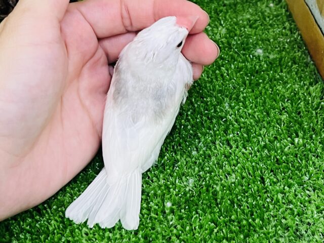 白文鳥