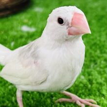 1人餌になりました♡✨白文鳥❤️