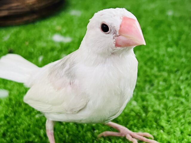 1人餌になりました♡✨白文鳥❤️
