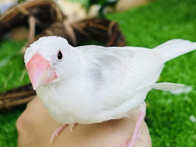 白文鳥