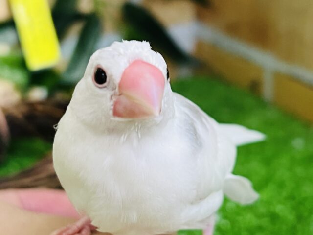 白文鳥
