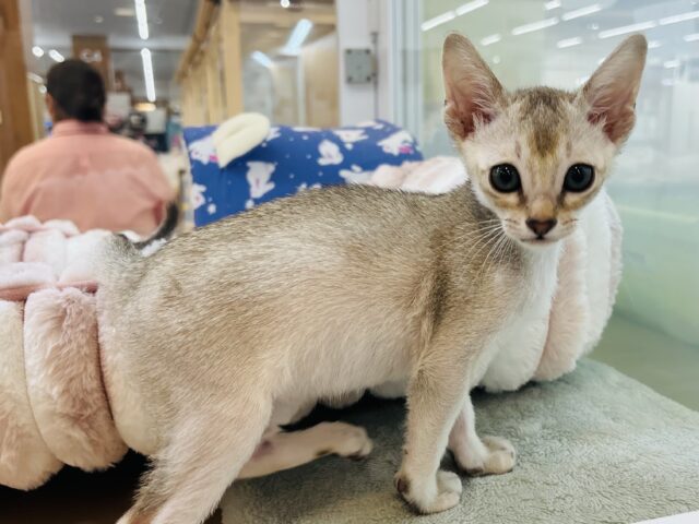 シンガプーラ