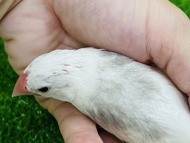 白文鳥