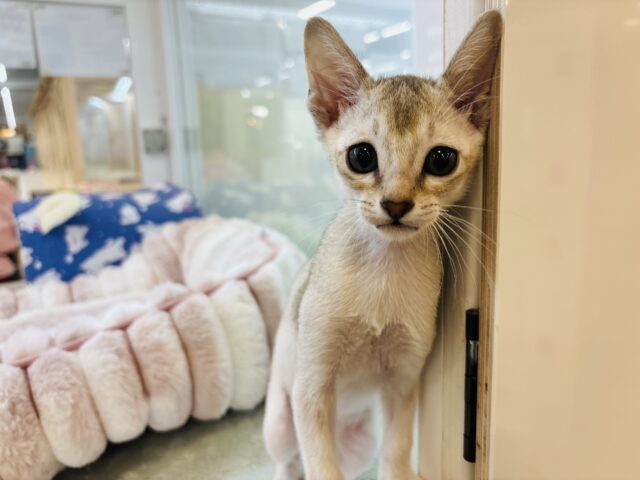 シンガプーラ