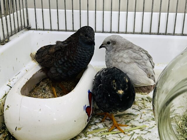 ヒメウズラ
