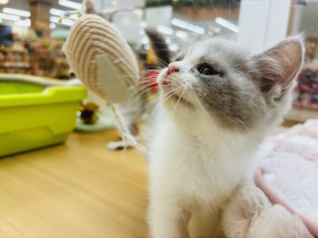 ブリティッシュショートヘア