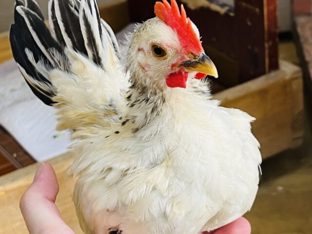 セラマ